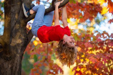 Bahçedeki sonbahar ağacına tırmanan komik çocuk. Sonbahar parkında oynayan aktif bir çocuk. Güneşli sonbaharda sarı sonbahar yapraklarıyla dallara baş aşağı tırmanan sevimli çocuk portresi.