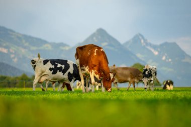 İnekler bir çayırda otluyor. Yeşil bir tarlada sığır otlağı. Kırsal kesimdeki tepedeki otlaktaki mandıra hayvanları. Sığır yetiştirme otlağı çimlerin üzerinde. Brangus Sığırları doğal çayırlarda. Otlaklar inek