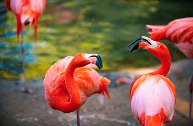 Suda yeşil otlarla yürüyen güzel flamingolar. Amerikan Flamingosu gölette yürüyor