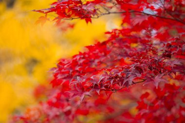Sonbahar sezonu. Sonbahar yaprakları, sonbahar arkaplanının altın ve kırmızı yaprakları. Akçaağaç yaprakları. Renkli sonbahar yaprakları. Doğal arka plan. Düşen sonbahar