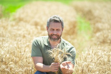 Çiftçi buğday tarlasında yürüyor. Agronomist kırsal kesimde çalışır, bir çiftlik çiftliğinde ekmek üretir, yeşil buğday mahsulü yetiştirir. Buğday tarlasında duran çiftçinin portresi. Buğday Çiftliği Hasadı