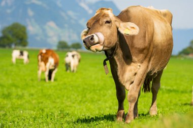 Bahçedeki inek. İnek yeşil çayırda otluyor. Holstein ineği. Çevre tarımı. Dağ tarlasında inekler. Yaz otlağında inekler. Yeşil çayırlarda otlayan inek sürüsüyle ideal bir manzara.