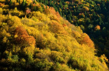 Akçaağaç sonbahar ağaçları. Renkli yapraklar. Orman dokusu, sonbahar arkaplanı