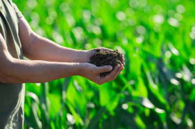 Mısır tarlasında toprağa dokunan kadın elleri. Zengin bir hasat fikri. Toprak çiftçinin elinde. Tarım. Toprağı tutan çiftçilerin yakın çekimleri. Gübre çiftçilerin elinde. Toprağı tutarken...