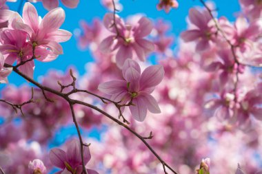 Bahar çiçekleri manolya ağacı çiçekleri açar. Çiçekli manolya çiçeği