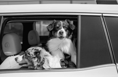 Köpekler arabada. Arabaya köpek biniyor. Evcil hayvan taşımacılığı. Köpekler arabanın vitrininde. Köpekler pencereye bakıyor. Evcil hayvanlarla iyi yolculuklar. Avustralyalı çoban köpeği, portre