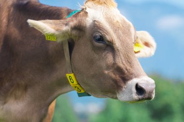 Bahçedeki inek. İnek yeşil çayırda otluyor. Holstein ineği. Çevre tarımı. Dağ tarlasında inekler. Yaz otlağında inekler. Yeşil çayırlarda otlayan inek sürüsüyle ideal bir manzara.
