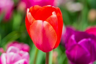 Kırmızı laleler. Güneşli bahar gününde bahçede açan kıpkırmızı lale çiçekleri. Kırmızı kestane rengi, parktaki yakut laleler. Bahar manzarası. Lale tarlası. Bahar çiçekleri