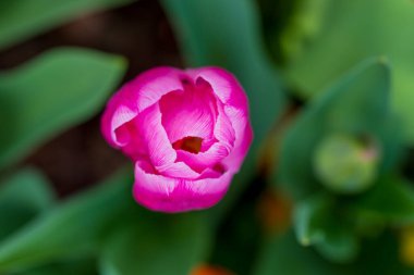 Vagina flower concept. Sexy flower, pussy, vulva, clitoris, vagina. Orgasm and love. Spring bloom. Sensual red petals. Erotic tulip flower. Flower imitating the female virginity. Chastity and Purity