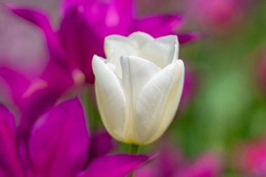 Spring blossom flowers. Tulips field in spring time. Close up tulip flowers background. Colorful tulip flowering in the garden at sunny summer or spring day. Selective soft focus clipart