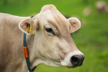 Dağ tarlasında inekler. Alplerde inek. Dağ manzarasının önündeki kahverengi inek. Dağ otlağındaki sığırlar. Köy konumu, İsviçre. Alp çayır ineği. Çayırda otlayan inek