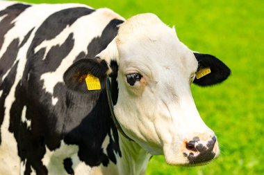 Çiftlik arazisinde otlayan sığır ineği. Çimenli bir çayırda otlayan inekler. Ot Tarlasında İnekler Sürüsü. Yeşil Tarlada Olgun İnek. Doğal otlakta otlayan inekler. Çiftlik hayvanları. İnekler ve buzağılar otluyor.