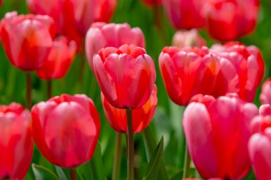 Bir sürü kırmızı lale. Bahar çiçeklerini kapat. Bahçede açan inanılmaz kırmızı pembe laleler. Lale çiçeği bitkileri. Bahar çiçeği arka planı. Bahar çiçekleri kırmızı ve yeşil arkaplan