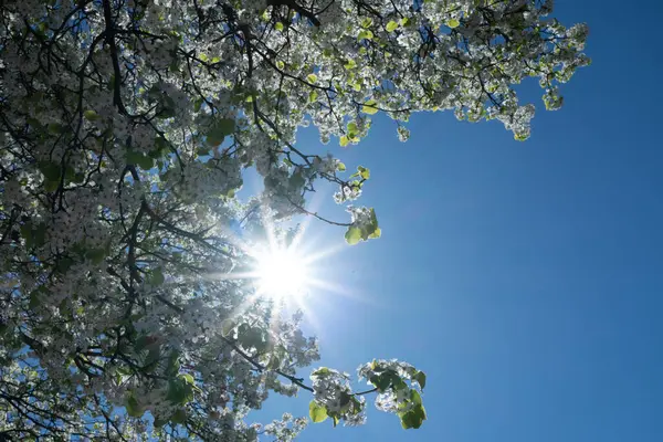 İlkbaharda açan kiraz ağacı dalı.