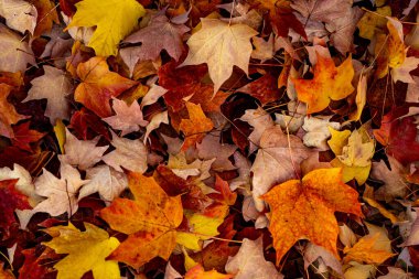 Akçaağaç yapraklarından sonbahar yaprakları. Sonbahar güneş ışığında yapraklar dökülür. Doğal sonbahar geçmişi. Sonbahar arkaplanı. Yeşillik, dökülen yapraklar. Sonbahar yapraklı akçaağaç ağaçları