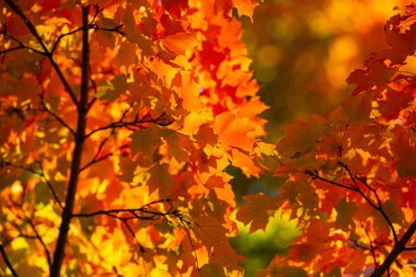 Güzel sonbahar manzarası. Sonbahar yaprakları. Akçaağaç yaprağı mevsimleri. Akçaağaç yaprakları sarı, turuncu, kırmızı. Akçaağaç yapraklarından sonbahar yaprakları. Sonbahar güneş ışığında yapraklar dökülür. Doğal sonbahar arkaplanı