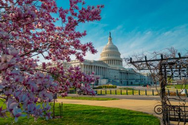 Bahar çiçeği manolya ağacı yakınlarındaki Capitol binası. Washington, DC 'deki ABD Ulusal Kongre Binası. Amerika 'nın simgesi. Capitol Hill pınarının fotoğrafı