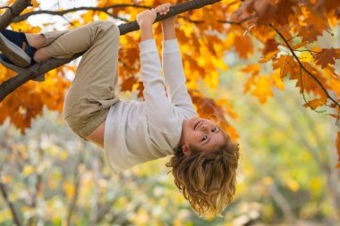 Bahçede sonbahar ağacına tırmanan tatlı bir çocuk. Sonbahar parkında ağaca tırmanan aktif bir çocuk. Güzel çocuk sarı sonbahar yapraklarıyla ağaç dalına baş aşağı tırmanıyor.