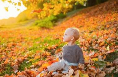 Sonbaharda doğada oynayan şirin bir bebek. Sonbahar parkında düşen yaprakların arasında yürüyen tatlı çocuk. Güz parkında sarı yapraklı küçük bir bebek.