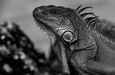 Taşın üstünde iguana kertenkelesi. İguana iguana familyasından bir kertenkele sürüngendir. Ve alt familya Iguanidae 'de