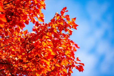Akçaağaç yapraklarından sonbahar yaprakları. Sonbahar güneş ışığında yapraklar dökülür. Doğal sonbahar geçmişi. Sonbahar arkaplanı. Yeşillik, dökülen yapraklar. Sonbahar yaprağı