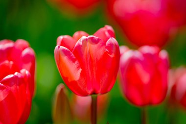 Lale tarlasında bahar çiçeği. Parktaki renkli, canlı laleler. Lale çiçeği arka planı. İlkbahar ya da yaz aylarında güneş ışığı manzarasında güzel kırmızı laleler. İnanılmaz bahar doğası. Lale çiçekleri