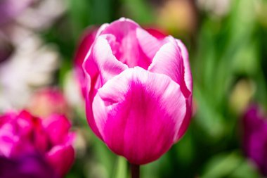 Pembe bahar çiçeği laleleri. Paskalya ya da Sevgililer Günü için bahar arkaplanı. Baharda arka planda bulanık bir buket lale. Çiçek açan lalelerin parlak mor rengi. Violet Bahar Çiçeği