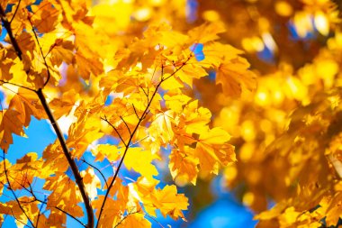 Parkta yeşillik var. Akçaağaç yapraklarından sonbahar yaprakları. Sonbahar güneş ışığında yapraklar dökülür. Doğal sonbahar geçmişi. Sonbahar arkaplanı. Yeşillik, dökülen yapraklar. Sonbahar yaprağı