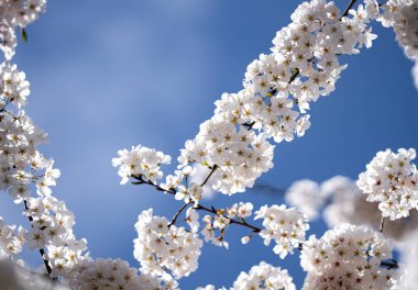 Kiraz ağacı arka planı. Beyaz bahar çiçekleri çiçek açan meyve ağacı. Mavi gökyüzünde beyaz kiraz çiçekleri var. Bahar günü. Bahar doğası