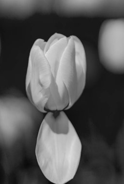 Çiçek arka planı. Bahar çiçeği konsepti. Lale çiçekleri. Sevgililer Günü için tasarım, Paskalya. Bahar bayrağı