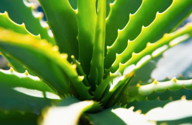Aloe vera bitkisi, aloe bitkisi makrosu