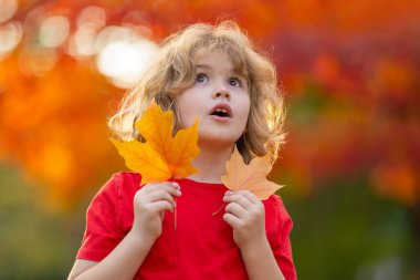 Gülünç çocuk portresi sonbahar parkında sonbahar yaprağı çalıyor. Sonbahar parkında bir çocuk. Sarı yapraklı küçük kız. Çocuk sonbahar yapraklarıyla oynuyor. Güneşli bir sonbahar gününde, akçaağacın altında küçük bir çocuk.