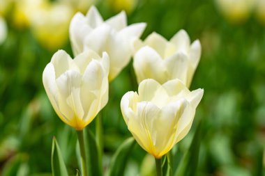 Çiçek arka planı. Bahar çiçeği konsepti. Lale çiçekleri. Sevgililer Günü için tasarım, Paskalya. Bahar bayrağı