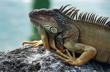 Bir iguananın kafasının yakın çekimi. İguana ejderhası. Taşın üstünde iguana kertenkelesi. Yeşil kertenkele iguanası. Doğada büyük bir sürüngen