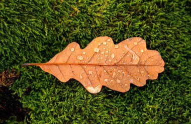 Yeşil çimlerin üzerinde sonbahar yaprağı, makro yakın plan. Açık hava sonbahar konsepti