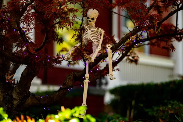 Cadılar Bayramı iskeleti. Cadılar Bayramı balkabağı ve dekore edilmiş ev için iskelet. Bir Amerikan evinin ön bahçesinde dekore edilmiş korkunç bir şey. Şeker mi şaka mı? Cadılar Bayramı geçmişi. Cadılar Bayramı 'nın sonbahar tatili