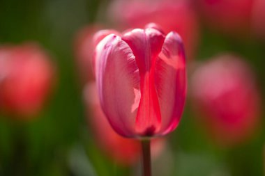 Bahar çiçeği laleleri. Paskalya ya da Sevgililer Günü için bahar arkaplanı. Baharda arka planda bulanık bir buket lale. Bahar tasarımı
