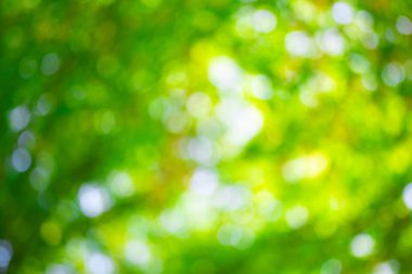 Bulanık doğal yeşil yapraklar bokeh arkaplan. Doğadaki yeşil bokeh soyut bulanık arkaplan. Bulanık yeşillik. Bulanık yeşil yaprak arka planı. Pankart ve poster için bulanık yeşil arkaplanda yapraklar