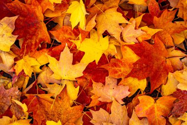 Güzel sonbahar manzarası. Sonbahar yaprakları. Akçaağaç yaprağı mevsimleri. Akçaağaç yaprakları sarı, turuncu, kırmızı. Akçaağaç yapraklarından sonbahar yaprakları. Sonbahar güneş ışığında yapraklar dökülür. Doğal sonbahar arkaplanı