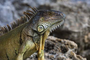 İguana ejderhası. Taşın üstünde iguana kertenkelesi. Yeşil kertenkele iguanası. Doğada büyük bir iguana