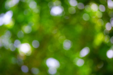 Yeşil yaprak arka planı bulanıklaştırdı. Bokeh doğa geçmişi. Ormanda yeşil yaprak. Arkaplanı bulanık bırakır. Bokeh yeşili arka plan. Bitkiler bulanık arkaplan bırakır