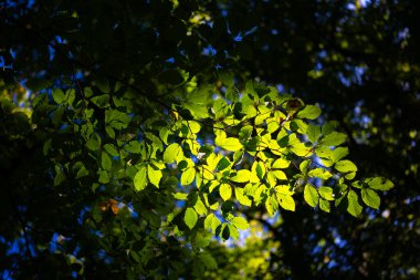 Orman geçmişi. Yeşil yaprak fon. Doğa yaprağı arka planı. Yeşil yapraklı orman yeşillik arka planı. Ormanda yeşil. Yeşil bitkiler. Yeşillik üzerindeki doğa yaprağı bulanıklaştı
