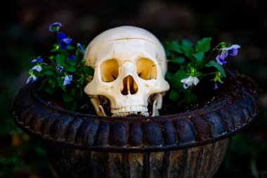 Cadılar Bayramı kafatası süslemeleri. Süslü ev için cadılar bayramı iskeleti. Bir Amerikan evinin ön bahçesinde dekore edilmiş korkunç bir kafatası. Şeker mi şaka mı? Cadılar Bayramı kafatası geçmişi. Cadılar Bayramı Tatili