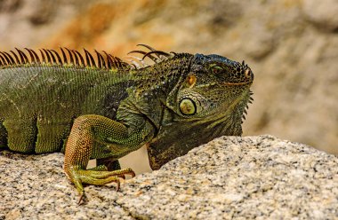 Yeşil kertenkele iguanası. İguana ejderhası.