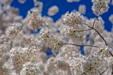 Kiraz ağacı arka planı. Beyaz bahar çiçekleri çiçek açan meyve ağacı. Mavi gökyüzünde beyaz kiraz çiçekleri var. Bahar günü. Bahar doğası