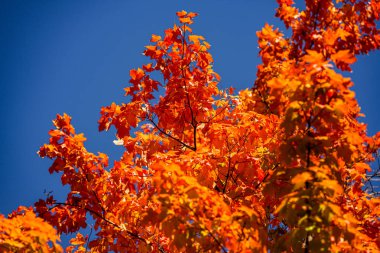 Güzel turuncu ve sarı sonbahar yaprakları. Akçaağaç yaprakları dökülüyor. Sonbahar güneş ışığında yapraklar dökülür. Doğal sonbahar geçmişi. Sonbahar arkaplanı. Yeşillik, dökülen yapraklar. Sonbahar yaprağı