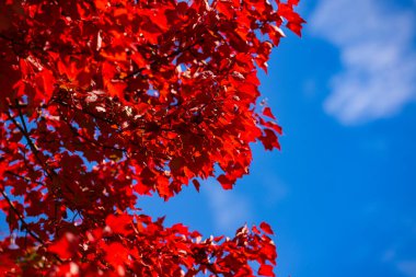 Güzel turuncu ve sarı sonbahar yaprakları. Akçaağaç yaprakları dökülüyor. Sonbahar güneş ışığında yapraklar dökülür. Doğal sonbahar geçmişi. Sonbahar arkaplanı. Yeşillik, dökülen yapraklar. Sonbahar yaprağı