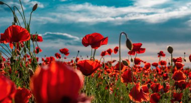 Avustralya Yeni Zelanda Ordusu. Kırmızı gelincik çiçekleri ve beyaz arkaplanda yazı. Anzak Günü. Anma Günü