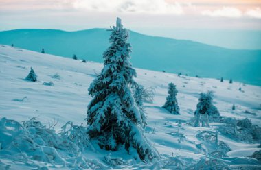 Tasarım için kış doğası. Kış, karların altında donmuş ağaçlarla. Büyülü kış ormanı. Güzel gökyüzü olan doğal manzara