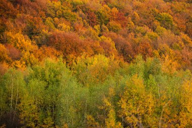 Sonbahar ormanı. Güneşli bir günde ormanın sonbahar manzarası. Turuncu yapraklar parkta, sonbahar doğal arka planı. Turuncu sonbahar ağacı, sonbahar ormanında kırmızı akçaağaç yaprakları. Ağaçlar sonbahar renklerinde